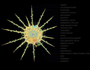 중심태양충류의 표현