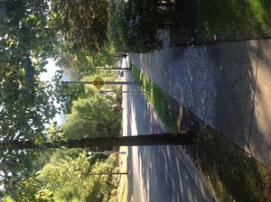 나무 아래에 고인 감로