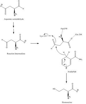 그림 1. 호모세린 탈수소효소와 NAD(P)H에 의해 촉매되는 가상 수소화물 전달 반응 메커니즘