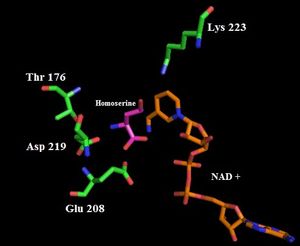 그림 2. 호모세린 탈수소효소의 활성 부위의 만화 표현 (PBD)
