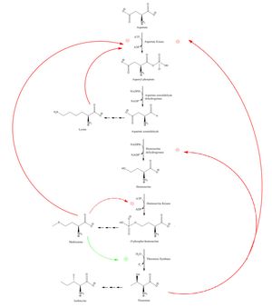 그림 3. 호모세린 탈수소효소는 여러 주요 아미노산의 생합성 경로에 관여하는 효소이다. 트레오닌에 의해 음성 조절을 받으며, 이 경로는 추가적인 조절을 받는다.