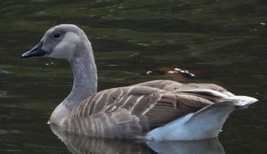 백색증 캐나다 기러기