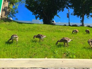 뉴욕주 이스트힐스의 잔디밭