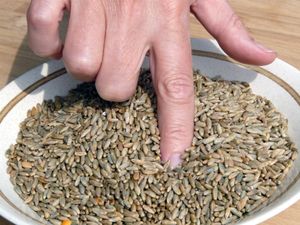 미국에서 호밀 위스키는 곡물 배합 비율에서 최소 51% 이상을 호밀로 사용해야 한다.