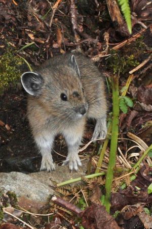 마운트 베이커-스노퀄미 국유림 해발 고도에 있었던 개체.
