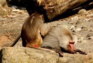 쌍으로 그루밍하기