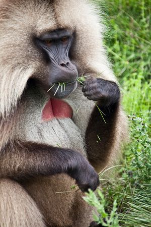풀을 먹는 수컷 겔라다개코원숭이