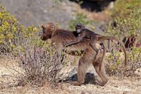 어미 등에 업힌 새끼