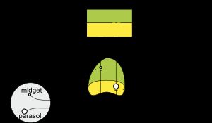 시세포와 마그노세포 경로의 시각적 표현