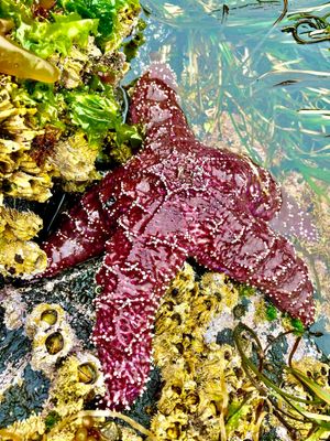 알래스카 세인트 라자리 섬