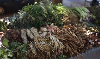 유요스 또는 테레레를 위한 약초