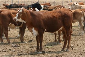 파라과이는 2022년 기준 1인당 2.16마리로 세계에서 두 번째로 많은 소를 보유하고 있다.