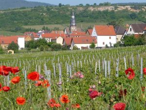 칼슈타트의 포도 재배, 2014