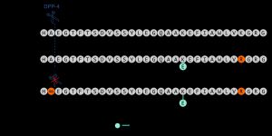 GLP-1과 비교한 세마글루티드 및 리라글루티드 구조의 도식적 표현