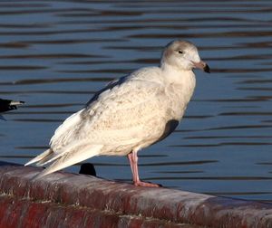 어린 개체의 깃털