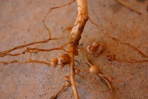 Vigna unguiculata 의 Rhizobia 결절