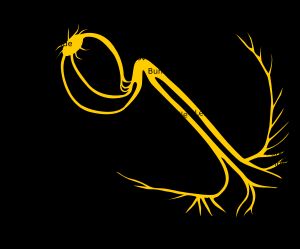 심장의 전기 전도 경로