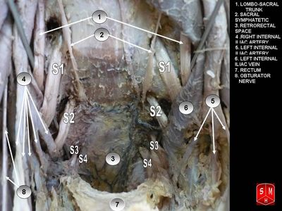 허리엉치신경얼기