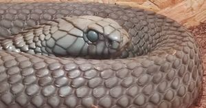 이집트코브라(탈피 전)