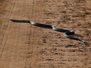 이집트코브라 (서식지)