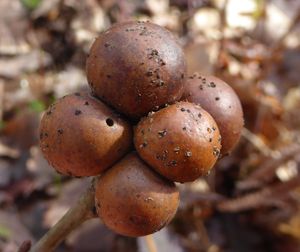 떡갈나무 가지의 대리석 혹