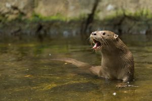 콜롬비아의 비오파르케 우쿠마리에서 찍은 신열대수달