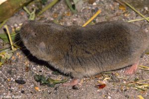 Cryptomys hottentotus