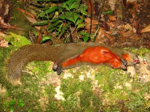 일부 개체군(인도 아루나찰프라데시에서)은 밝은 붉은색 배를 가지고 있지만, 다른 개체군에서는 훨씬 더 칙칙하거나 붉은색/주황색을 띠기도 한다