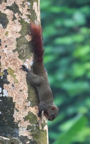 시주 야생동물 보호구역에 있는 팔라스다람쥐 (Callosciurus erythraeus)