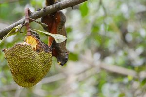 타이완에서 과일을 먹고 있는 팔라스다람쥐