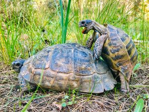 터키 이즈미르 주의 야만라르 산 자연 공원에서 짝짓기하는 Testudo graeca