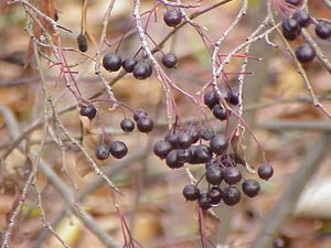 초크베리(Aronia prunifolia)는 때때로 펨미컨에 첨가된다.