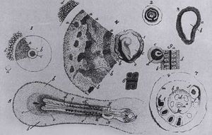 닭의 발생 그림