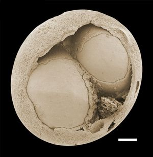 에디아카라기 배아 유사 화석