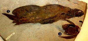 폐어 Scaumenacia와 반기어류 판피어 Bothriolepis 화석