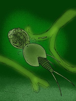 Strudops, 가장 초기에 알려진 낫새우