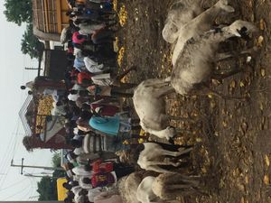 나이지리아 시장의 가축