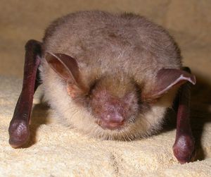 큰검은귀윗수염박쥐