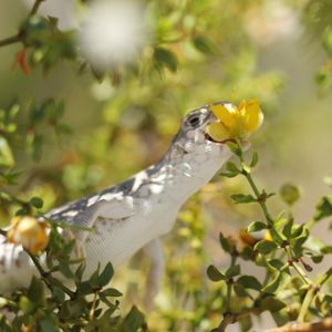 크레오소트 꽃을 먹는 모습