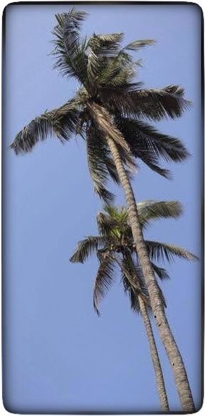 코코넛 꽃 수액에서 얻은 신선한 야자 술(Sur), 발효된 야자 술(Maddel), 야자 술 식초(Vinagr)