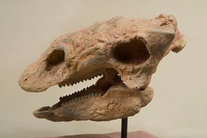 인디애나폴리스 어린이 박물관 소장품의 장착된 가스토니아 두개골 모형