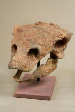 상부 부리의 노치는 가스토니아의 특징 중 하나이다.