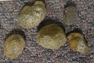 가스토니아의 골편