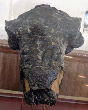 정면에서 본 두개골 모형