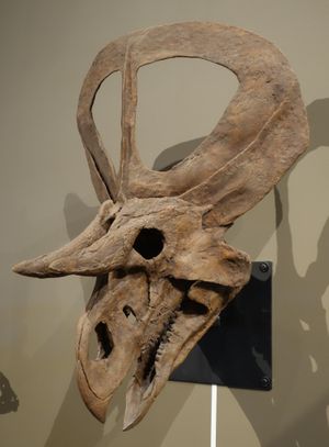 재구성된 두개골