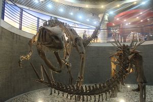 양추아노사우루스(Yangchuanosaurus)와 투지앙고사우루스의 골격, 베이징 자연사 박물관