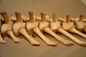 오피스토코엘리카우디아의 이름을 부여한 후방 복강 꼬리 척추의 측면 및 복부 보기