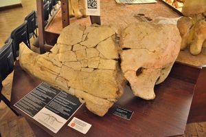 어린 개체의 어깨뼈와 부리돌기(ZPAL MgD-I/25c)