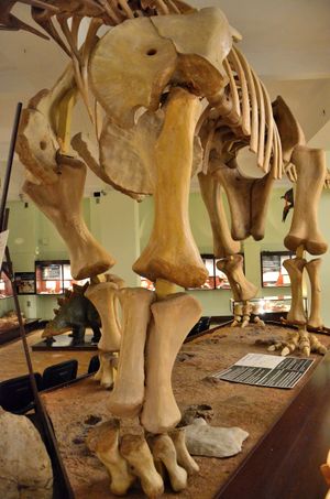 오피스토코엘리카우디아의 사지, 손가락이 없는 반원형 손과 완전히 발달한 발을 보여준다.