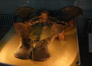 모식 표본의 골반